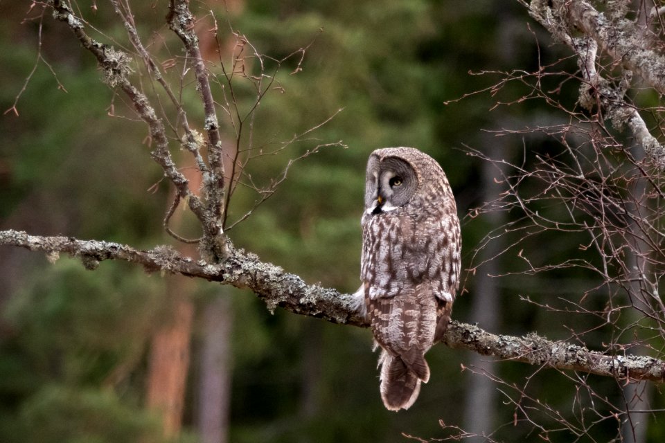 (Strigiformes: Strigidae) Strix nebulosa, Lappuggla / Great grey owl