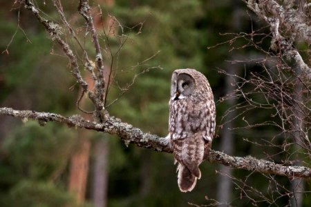 (Strigiformes: Strigidae) Strix nebulosa, Lappuggla / Great grey owl