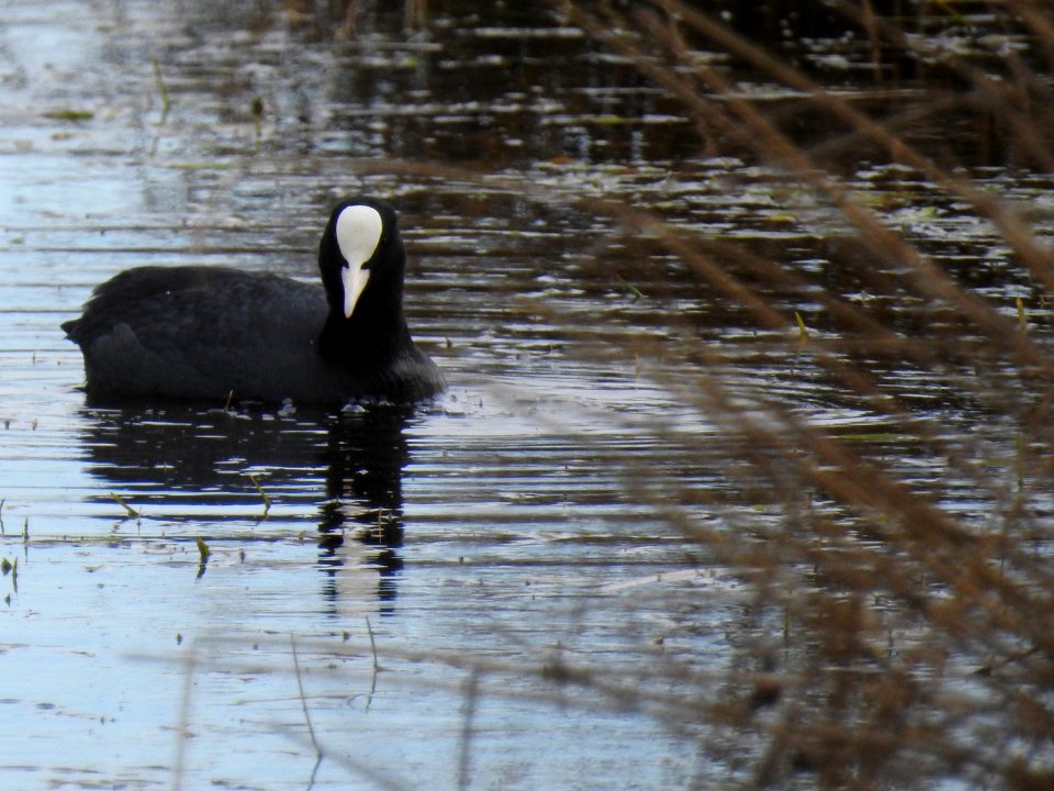 (Gruiformes: Rallidae) Fulica atra, Sothöna / Coot