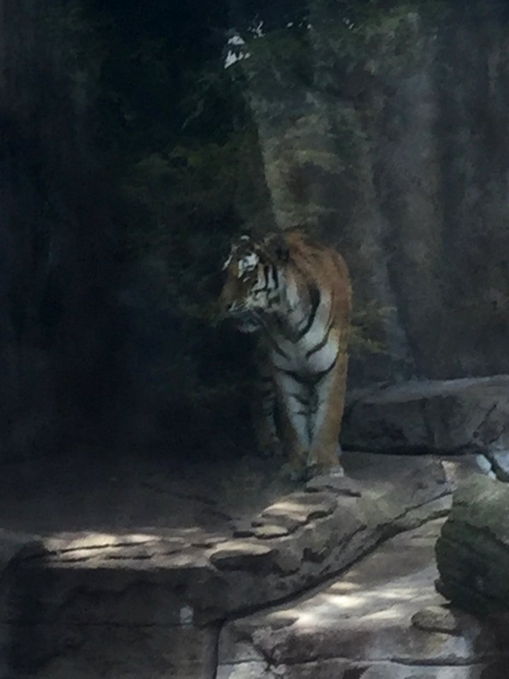 Zoo Animals