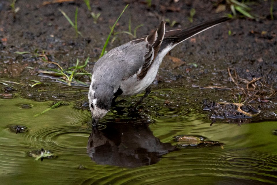 (Passeriformes: Motacillidae) Motacilla alba, Sädesärla / White wagtail