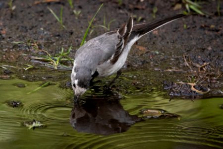 (Passeriformes: Motacillidae) Motacilla alba, Sädesärla / White wagtail