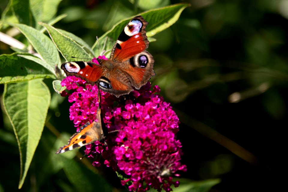 (Lepidoptera: Nymphalidae) Inachis io, Påfågelöga / Peacock butterfly