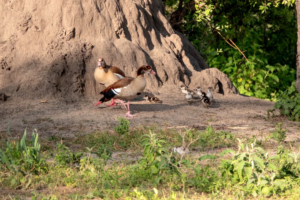 (Anseriformes: Anatidae) Alopochen aegyptiaca, Nilgås / Egyptian goose