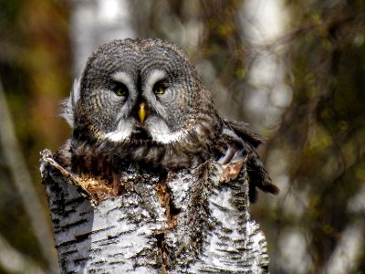 (Strigiformes: Strigidae) Strix nebulosa ♀, Lappuggla / Great grey owl