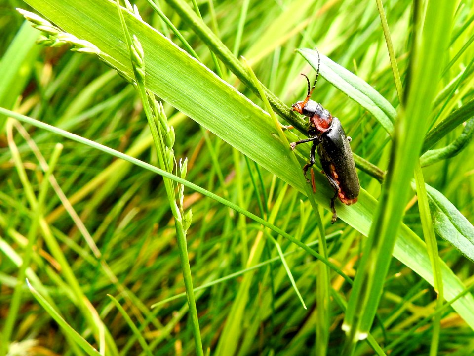 (Coleoptera: Cantharidae) Cantharis fusca, Stor flugbagge