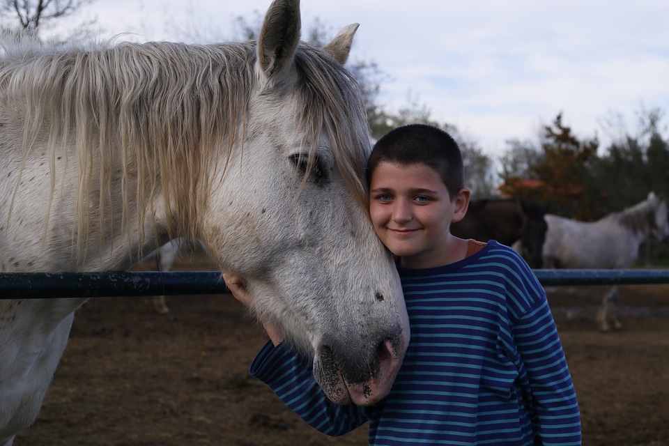 Horse horse boy love animals