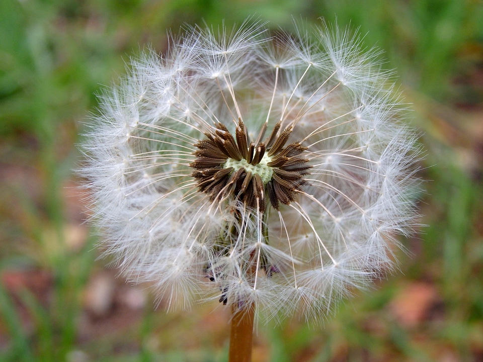 Spring nature bloom