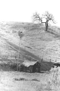 California Pastoral 1