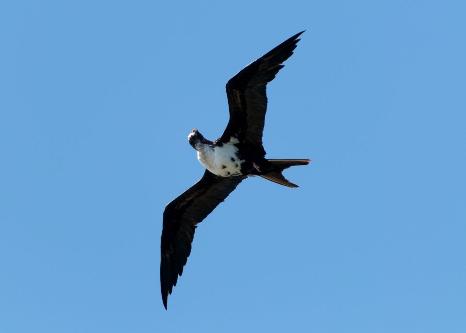Itchy Frigatebird
