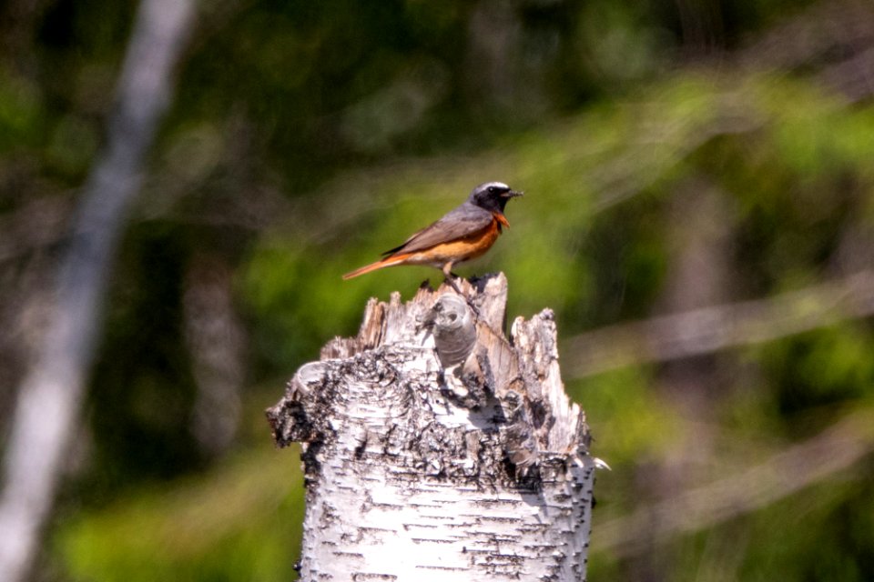 (Passeriformes: Muscicapidae) Phoenicurus phoenicurus, Rödstjärt / Redstart