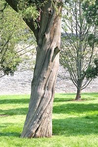 Tree branches aesthetic