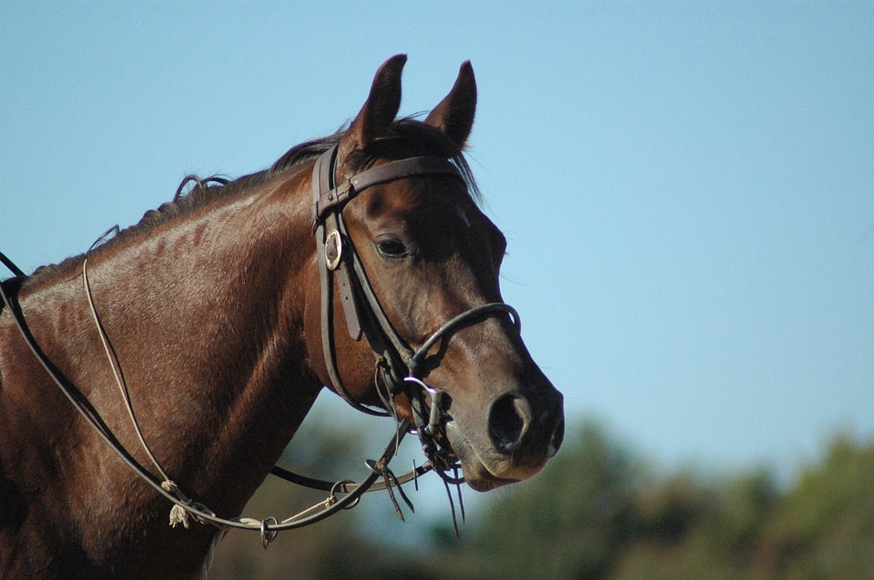 Horseback riding horse head head