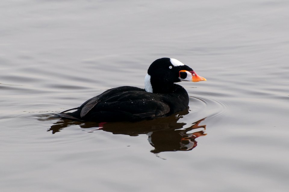 Surf Scoter with Water Droplets