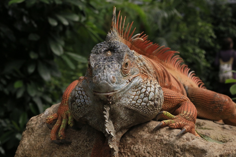 Reptiles reptile nature