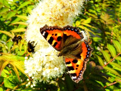 (Lepidoptera: Nymphalidae) Aglais urticae, Nässelfjäril / Small tortoiseshell photo