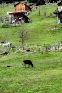 Ayder yaylası Çamlıhemşin Rize