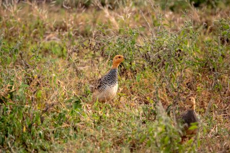 (Galliformes: Phasianidae) Peliperdix coqui ♂, Coquifrankolin / Coqui francolin