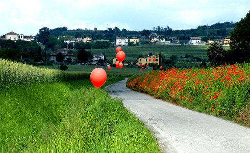 zz-Nespolo-palloni-Ridotta