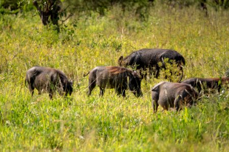 (Artiodactyla: Suidae) Phacochoerus africanus, Vårtsvin / Warthog