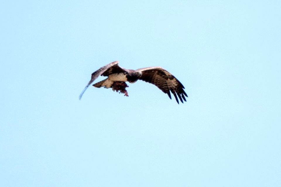 (Accipitriformes: Accipitridae) Polemaetus bellicosus, Stridsörn / Martial eagle