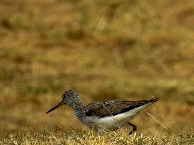 (Charadriiformes: Scolopacidae) Tringa nebularia, Gluttsnäppa / Greenshank