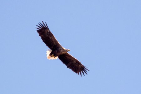 (Accipitriformes: Accipitridae) Haliaeetus albicilla, Havsörn / White-tailed eagle photo