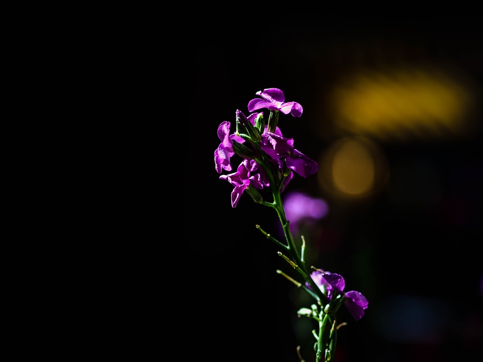 Makro landscape purple flowers