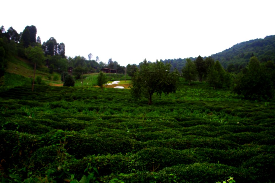 Başköy-Senoz-Çayeli-Rize