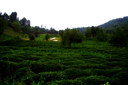 Başköy-Senoz-Çayeli-Rize