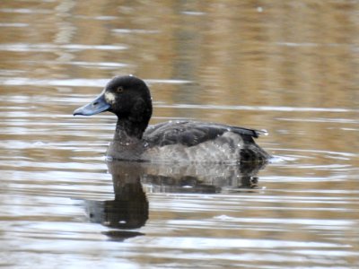 (Anseriformes: Anatidae) Aythya fuligula ♂ 2K, Vigg / Tufted duck photo