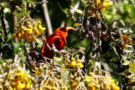 ʻIʻiwi photo