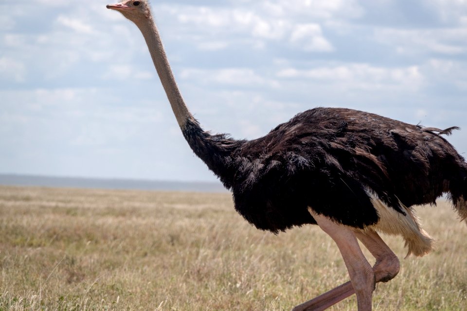 (Struthioniformes: Struthionidae) Struthio camelus ♂, Struts / Ostrich