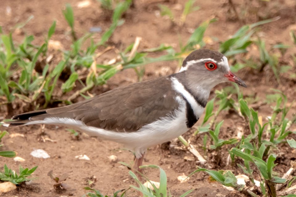 (Charadriiformes: Charadriidae) Charadrius tricollaris, Trebandad pipare / Three-banded plover