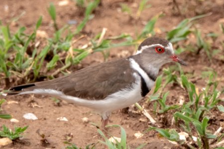 (Charadriiformes: Charadriidae) Charadrius tricollaris, Trebandad pipare / Three-banded plover