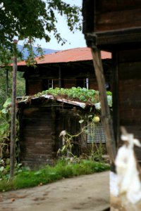 Başköy ,Senoz Çayeli Rize