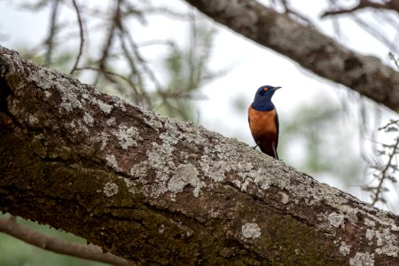 (Passeriformes: Sturnidae) Lamprotornis hildebrandti, Hildebrandtglansstare / Hildebrandt's starling