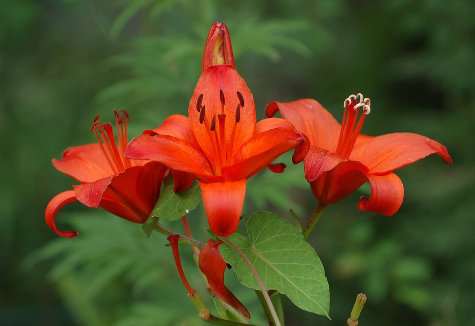Blossoms plant petals