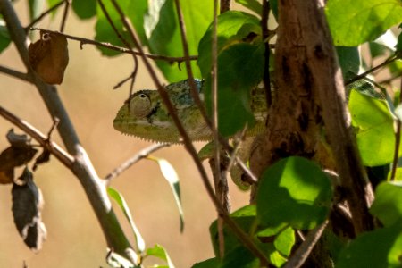 (Squamata: Chamaeleonidae) Chamaeleo dilepis, Flap-necked chameleon
