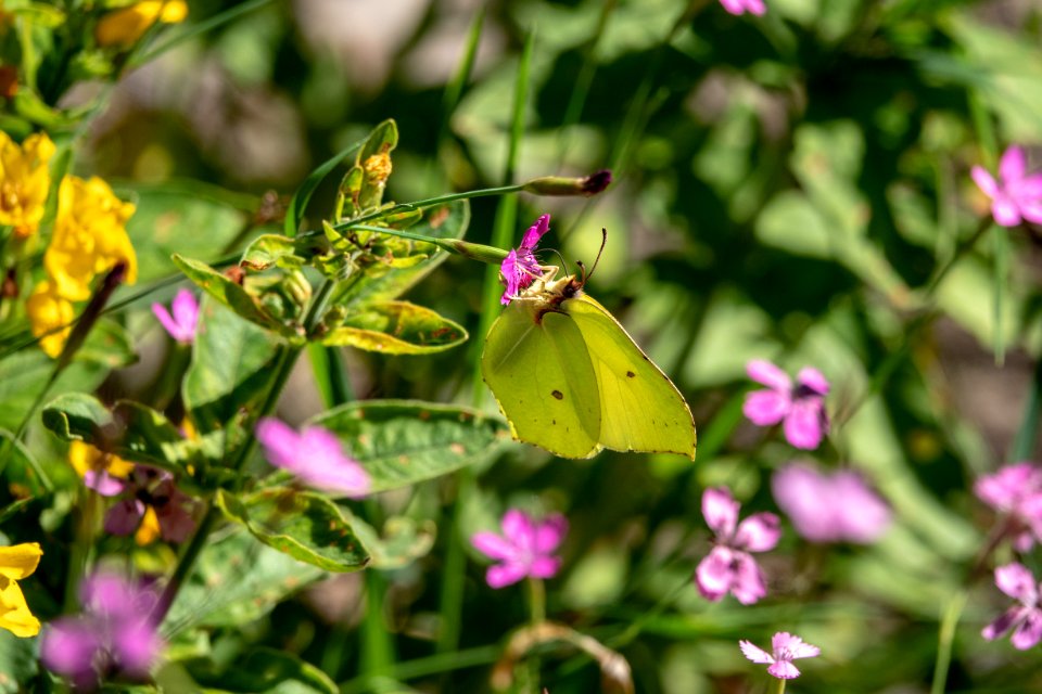(Lepidoptera: Pieridae) Gonepteryx rhamni ♂, Citronfjäril / Brimstone