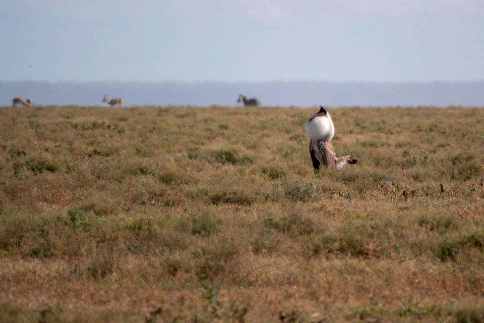 (Otidiformes: Otididae) Ardeotis kori, Koritrapp / Kori bustard