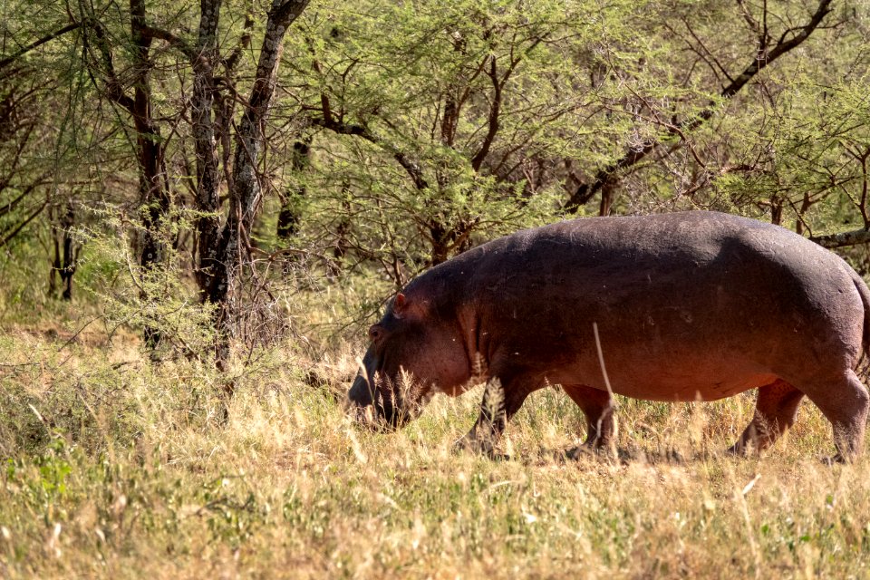 (Artiodactyla: Hippopotamidae) Hippopotamus amphibius, Flodhäst / Hippopotamus