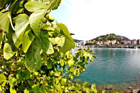 Çayeli Rize