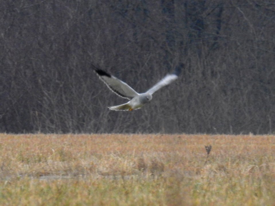 (Accipitriformes: Accipitridae) Circus cyaneus ♂, Blå kärrhök / Hen harrier