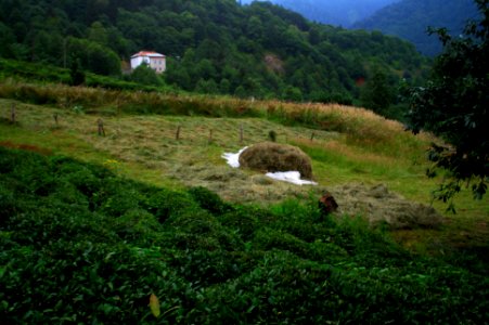Başköy-Senoz-Çayeli-Rize