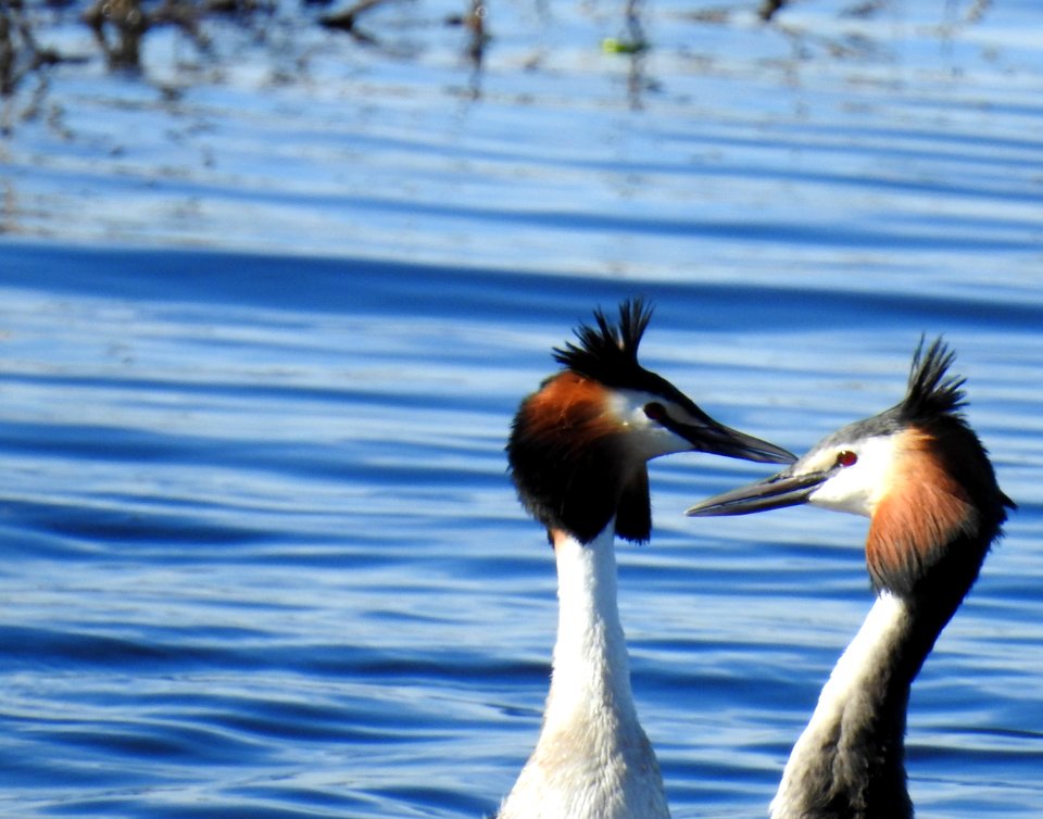 (Podicipediformes: Podicipedidae) Podiceps cristatus, Skäggdopping / Great crested grebe