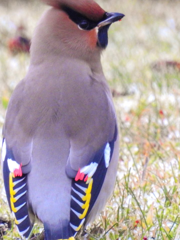 (Passeriformes: Bombycillidae) Bombycilla garrulus, Sidensvans / Bohemian waxwing