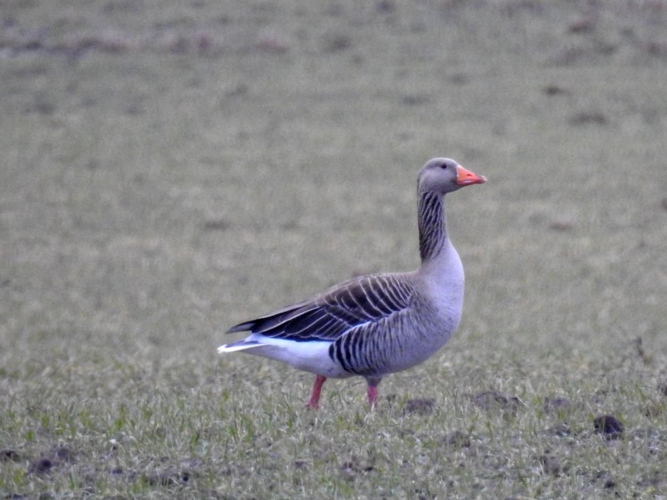 (Anseriformes: Anatidae) Anser anser, Grågås / Greylag goose