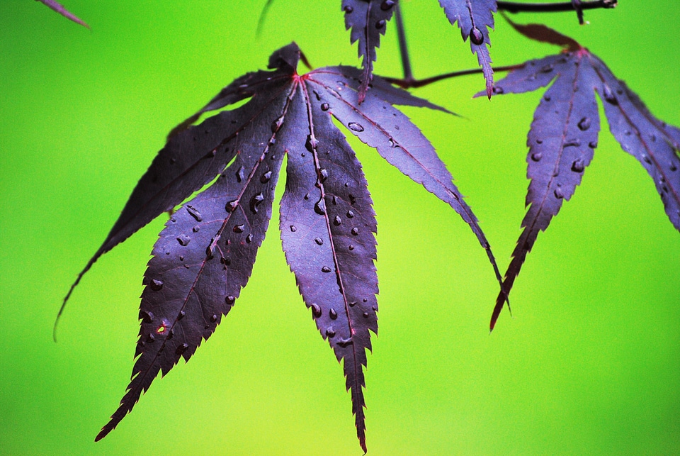 Nature foliage wet