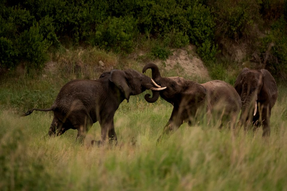 (Proboscidea: Elephantidae) Loxodonta africana, Savannelefant / African bush elephant